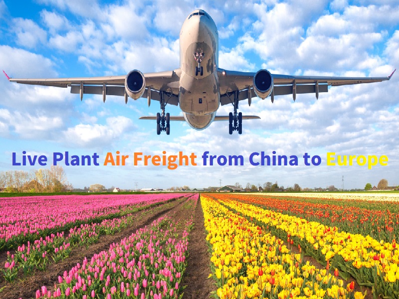Live Plant Air Freight from China to Europe